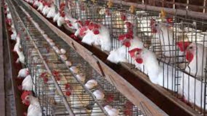 سعر الدواجن