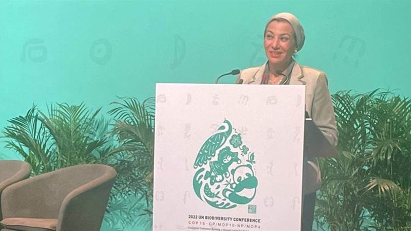 ياسمين فؤاد وزيرة