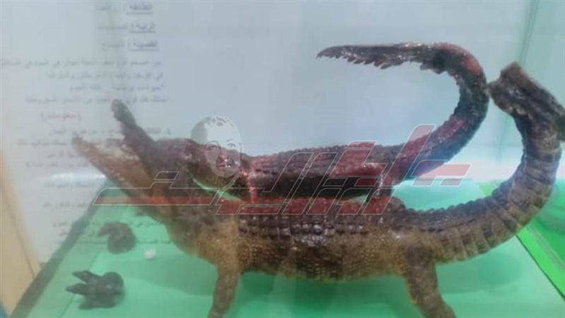 متحف كفر الشيخ