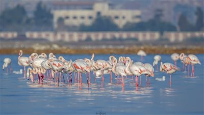 مهرجان متابعة الطيور ببورسعيد تحت رعاية وزارة السياحة والآثار والبيئة 