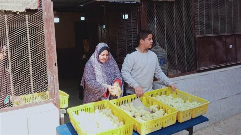 توزيع الكتاكيت