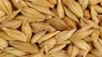 توريد 62033 طن أرز شعير لـ58 موقعًا تجميعيًا بالشرقية 