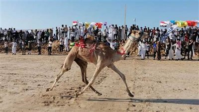 غدًا.. مهرجان للهجن بمنطقة وسط سيناء