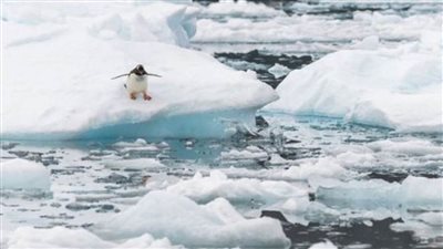 دراسة : التغير المناخي بالقارة القطبية الجنوبية يهدد 97% من كائناتها الحية