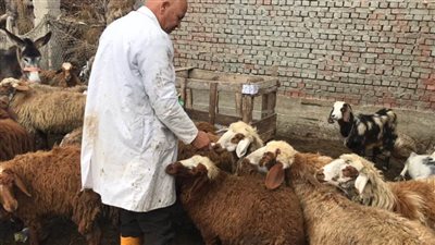 الطب البيطري: تحرير 24 محضرًا وحملات مكبرة لتحصين الماشية بالبحيرة