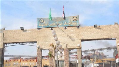  5 يناير المقبل بدء موسم توريد محصول قصب السكر في المنيا