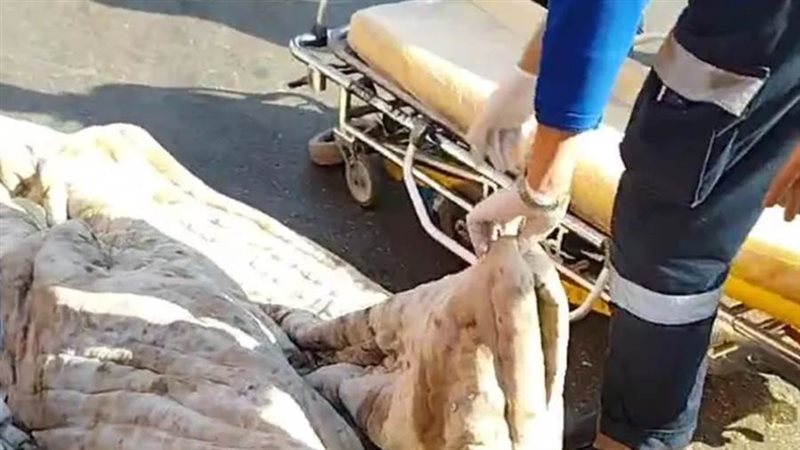 بوابة روز اليوسف