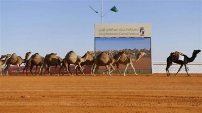 ملحق عسكري ألماني يُشيد بتنظيم وتنوع مهرجان الإبل