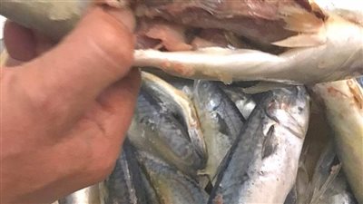 تحرير 41 محضرا وضبط أسماك متغيرة الخواص في حملة بالبحيرة 