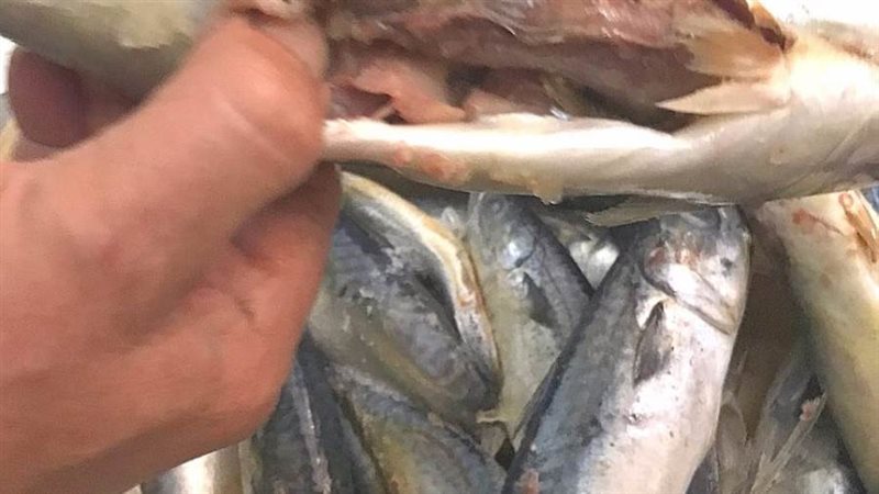 تحرير 41 محضر وضبط