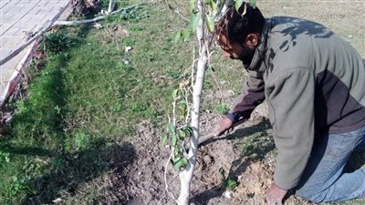 محافظ الإسكندرية : زارعة ٤٠٢٧٧ شجرة منذ بدء تنفيذ المبادرة