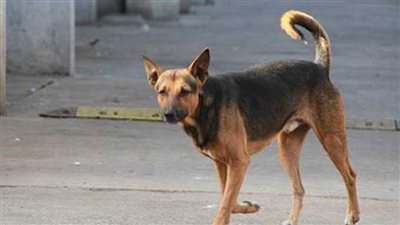 كلب مسعور يعقر 4 أطفال بكفر الشيخ