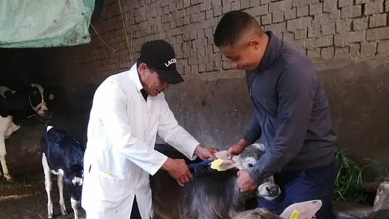 الحمى القلاعية