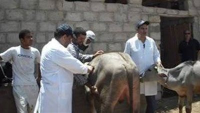 بيطري الأقصر: إجمالي الحيوانات المحصنة بالحملة الثالثة 54 ألفًا و155 حيوانًا