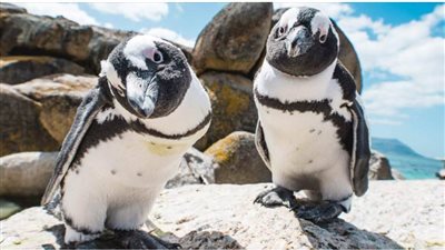 بولدرز محمية البطاريق في جنوب إفريقيا ومن أفضل شواطئ العالم