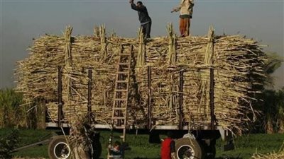 التموين: توريد 350 ألف طن قصب من المزارعين وإنتاج نحو 35 ألف طن سكر