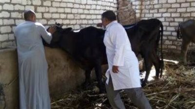 بدء تحصين الثروة الحيوانية ضد مرض الجلد العقدي بالوادي الجديد