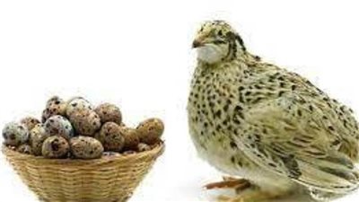 بيض السمان.. الفوائد والأضرار