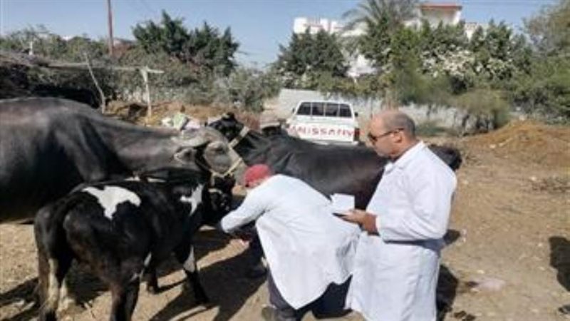 جهود الطب البيطري