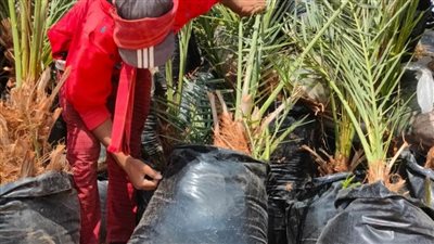 التحالف الوطني للعمل الأهلي يستهدف زراعة ١٥٠ فدان نخيل بالوادي الجديد 