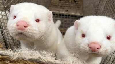 الدنمارك تربي حيوان المنك مجددا بعد إعدامه جماعيا بسبب كورونا