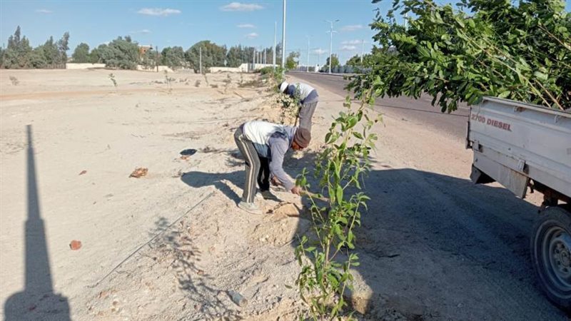 زراعة 400 شجرة منتجة