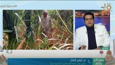 من 35 الى 80 طنًا.. فوائد زراعة قصب السكر بأسلوب الشتل والري بالتنقيط