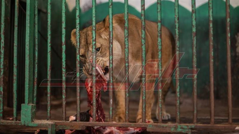 الأسد داخل حديقة