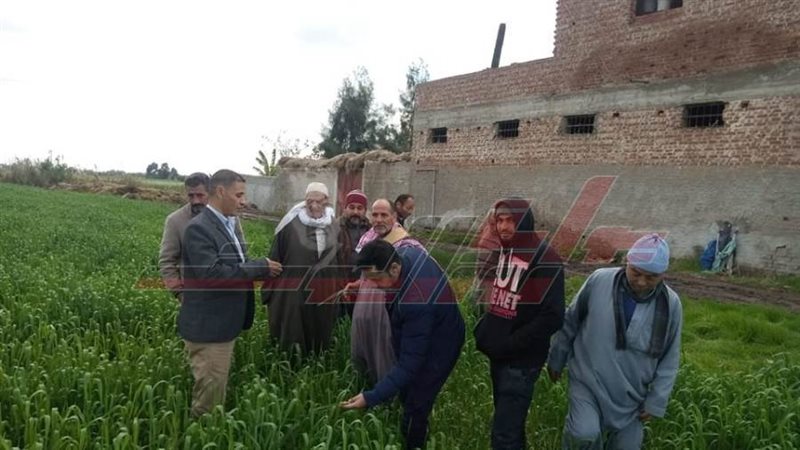 محصول القمح