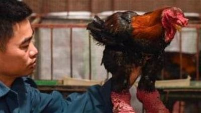 عاجل.. مفاجأة أغلى أرجل دجاج ومواصفاتها