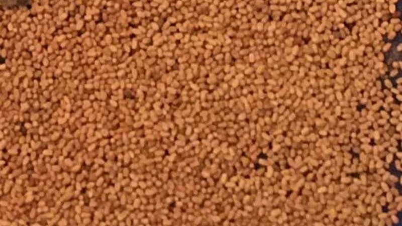 النمل الابيض