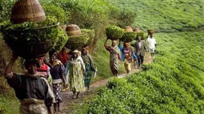 تقرير: إفريقيا قد تصبح سلة غذاء العالم لكن التعطش للإستثمارات يعرقل الطموح