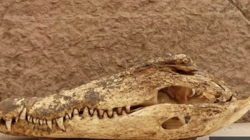 صورة التماسيح المنشورة