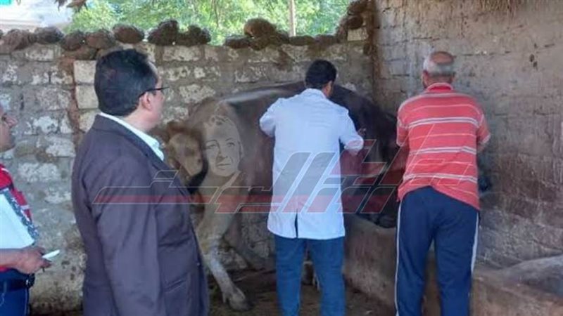 تحصين المواشي