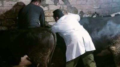 تحصين 39 ألف رأس ماشية خلال الحملة القومية للتحصين بالبحيرة