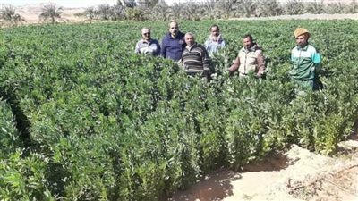 المحطة الإقليمية للبحوث الزراعية تتابع البرنامج البحثي للفول البلدي بالوادي الجديد 