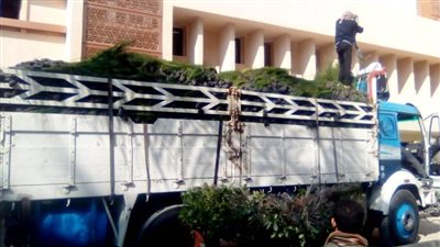  وصول 20 ألف شجرة دعما من وزارة التنمية المحلية بمحافظة سوهاج 