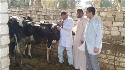 جهود الطب البيطري.. علاج 26 ألف رأس ماشية وترقيم وتسجيل 2534 رأس ماشية بالبحيرة 