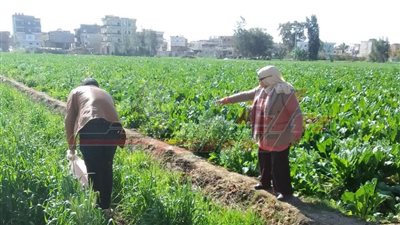 تحزيم زراعات القمح وتنفيذ مدارس حقلية وندوات إرشادية للمزارعين بكفر الشيخ