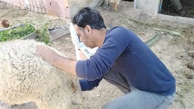 حملة بيطرية للكشف على الحيوانات بالعريش 