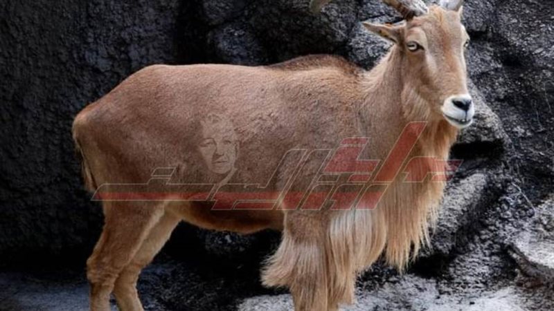 حديقة حيوان كفرالشيخ