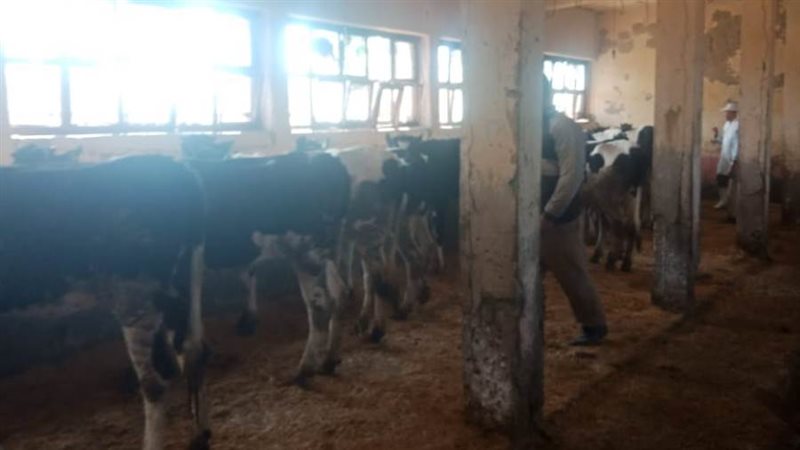 تحصين 94215 رأس ماشية