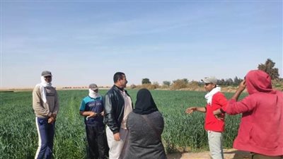 استمرار المرور الدوري على الحقول الإرشادية لمحصول القمح بالوادي الجديد