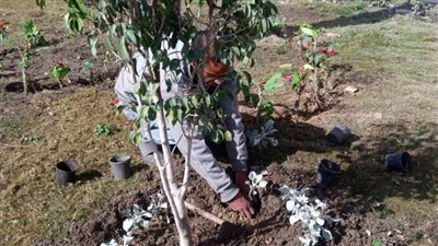 محافظ الإسكندرية: زراعة ٦٦٠ شجرة خلال الأسبوع الـ ٢٤ بنطاق أحياء الثغر