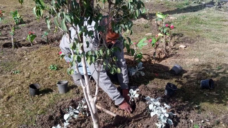 زراعة 660 شجرة