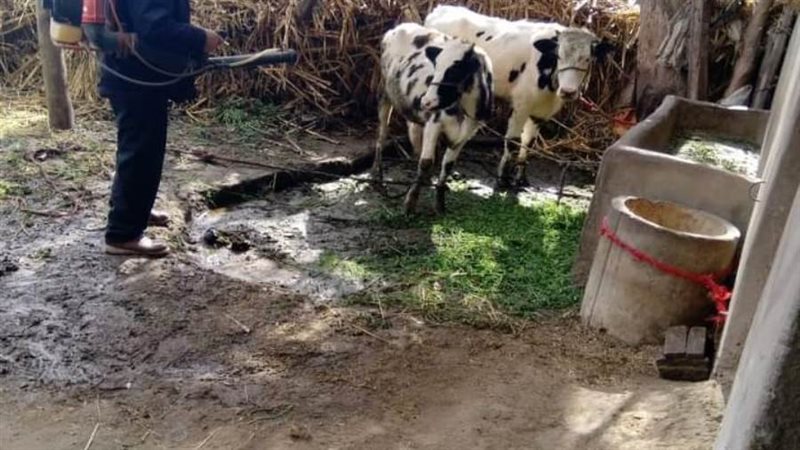 علاج وتحصين المواشي