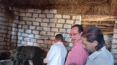 تحصين 128 ألفًا و382 رأس ماشية و35 ألفًا و170 طائرًا بكفر الشيخ