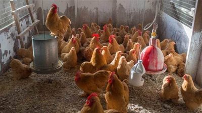 تفاصيل خطة الشعب الأمريكي في مواجهة غلاء أسعار البيض