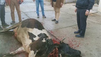 ضبط سيارة محمل عليها بقرة نافقة مذبوحة بالبحيرة