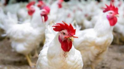 أسعار الدواجن والبيض اليوم الخميس 9 فبراير 2023 